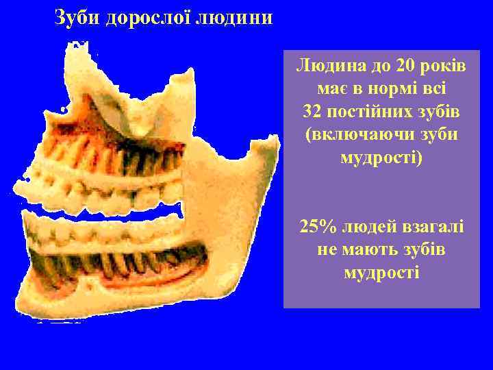 Зуби дорослої людини Людина до 20 років має в нормі всі 32 постійних зубів