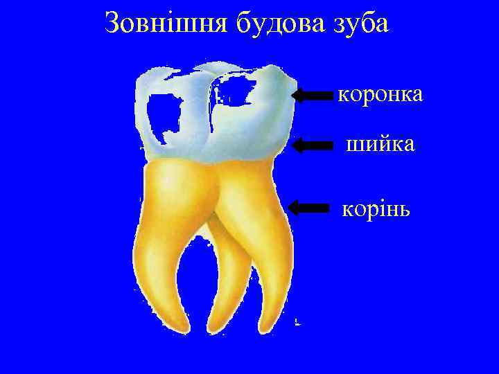 Зовнішня будова зуба коронка шийка корінь 