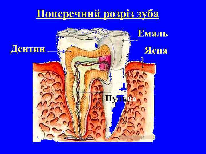 Поперечний розріз зуба Емаль Дентин Ясна Пульпа 