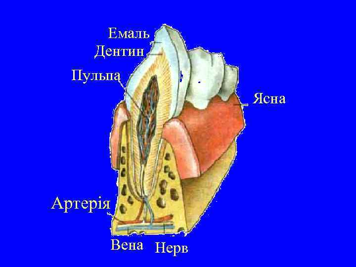 Емаль Дентин Пульпа Ясна Артерія Вена Нерв 