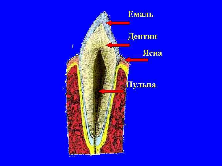 Емаль Дентин Ясна Пульпа 
