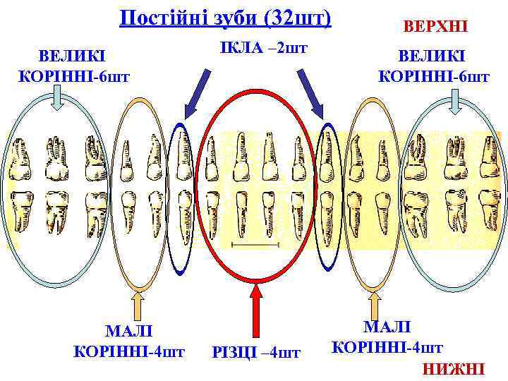 Постійні зуби (32 шт) ВЕЛИКІ КОРІННІ-6 шт МАЛІ КОРІННІ-4 шт ІКЛА – 2 шт