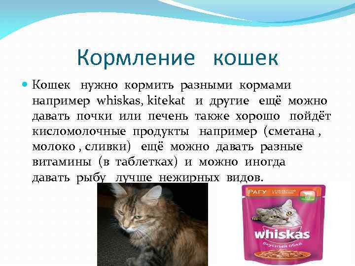 Кормление кошек Кошек нужно кормить разными кормами например whiskas, kitekat и другие ещё можно