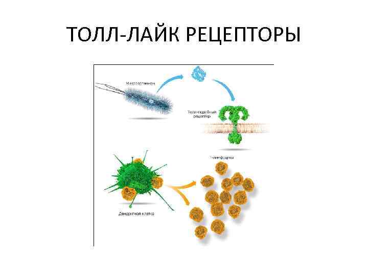 ТОЛЛ-ЛАЙК РЕЦЕПТОРЫ 