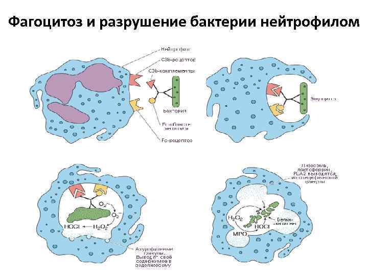Фагоцитоз захват. Фагоцитоз бактерий нейтрофилами. Схема фагоцитоза микроорганизмов нейтрофилами. Стадия приближения фагоцита к объекту фагоцитоза. Макрофаг фагоцитоз бактерию.