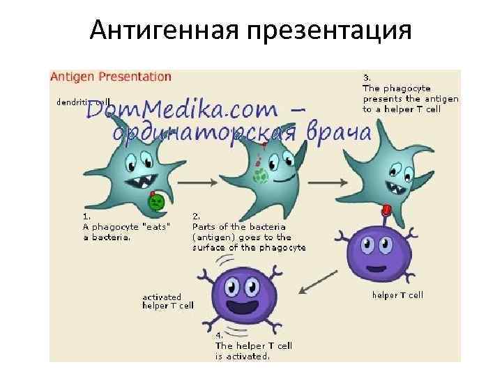 Врожденный иммунитет картинки для презентации