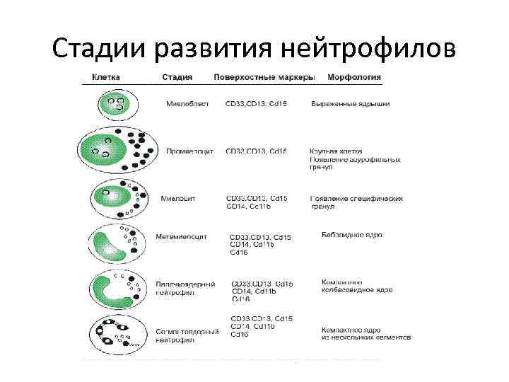 Фазы развития клетки. Этапы дифференцировки нейтрофилов. Созревание нейтрофилов схема. Схема развития нейтрофильных лейкоцитов. Стадии дифференцировки нейтрофилов.
