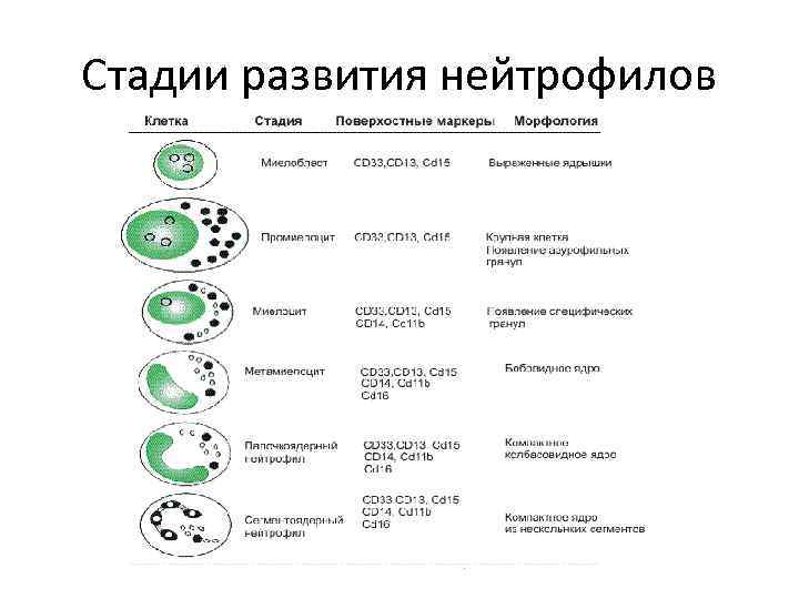 Схема созревания нейтрофилов