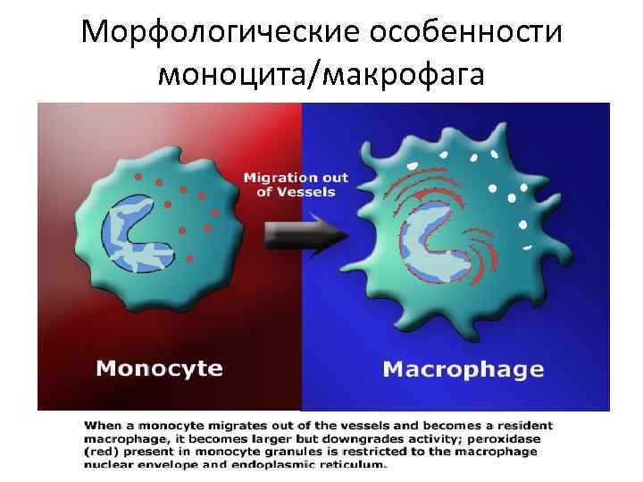 Морфологические особенности моноцита/макрофага 