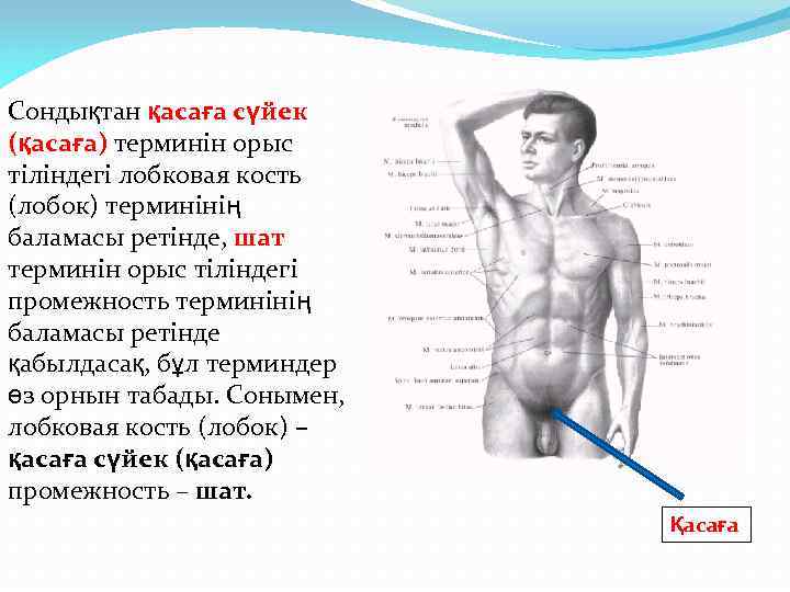 Сондықтан қасаға сүйек (қасаға) терминін орыс тіліндегі лобковая кость (лобок) терминінің баламасы ретінде, шат