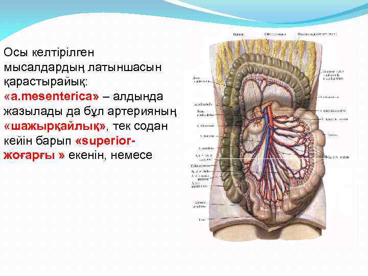 Осы келтірілген мысалдардың латыншасын қарастырайық: «а. mesenterica» – алдында жазылады да бұл артерияның «шажырқайлық»