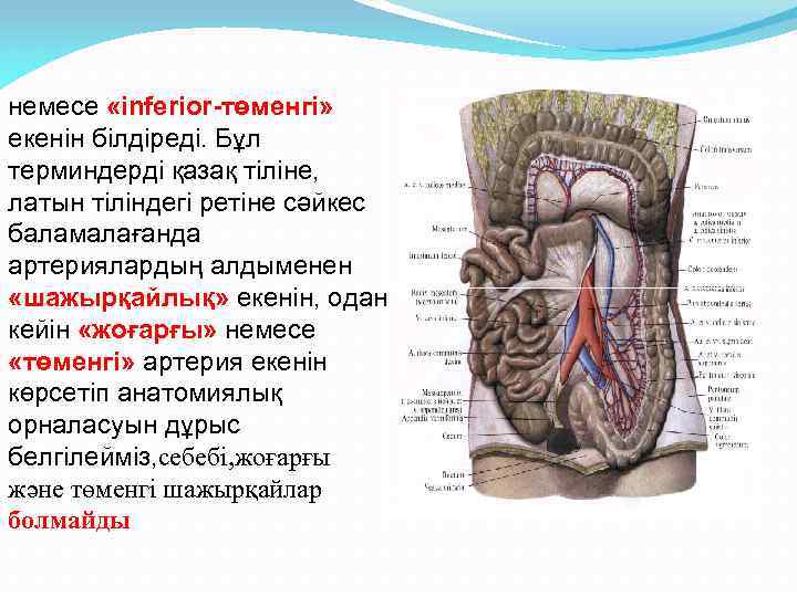 немесе «inferior-төменгі» екенін білдіреді. Бұл терминдерді қазақ тіліне, латын тіліндегі ретіне сәйкес баламалағанда артериялардың