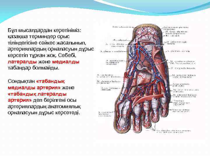 Бұл мысалдардан көретініміз: қазақша терминдер орыс тіліндегісіне сәйкес жасалынып, артериялардың орналасуын дұрыс көрсетіп тұрған
