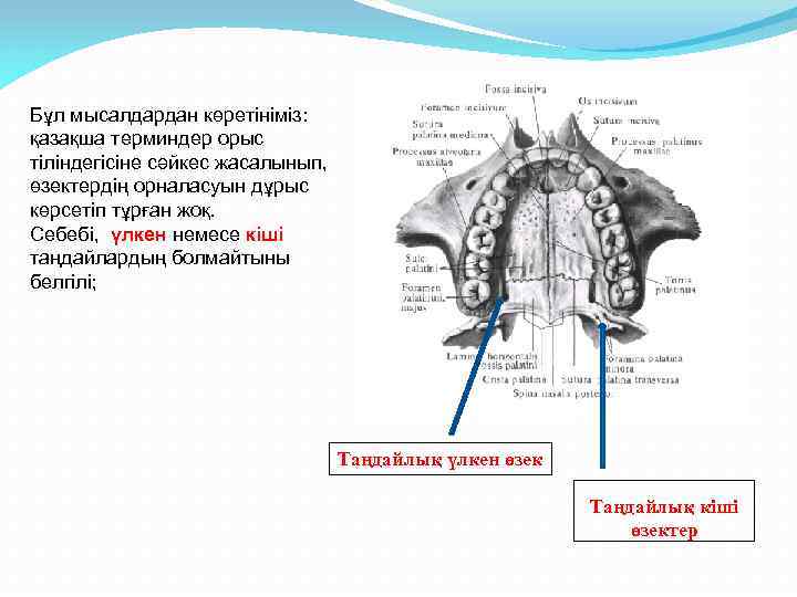 Бұл мысалдардан көретініміз: қазақша терминдер орыс тіліндегісіне сәйкес жасалынып, өзектердің орналасуын дұрыс көрсетіп тұрған