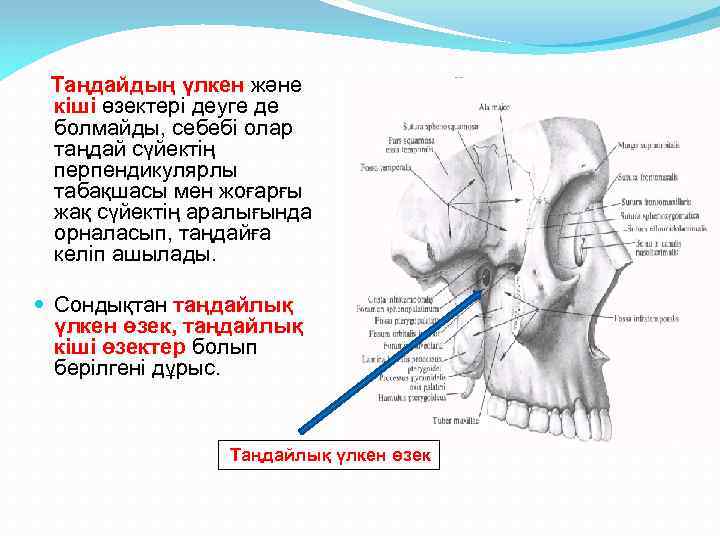 Таңдайдың үлкен және кіші өзектері деуге де болмайды, себебі олар таңдай сүйектің перпендикулярлы табақшасы