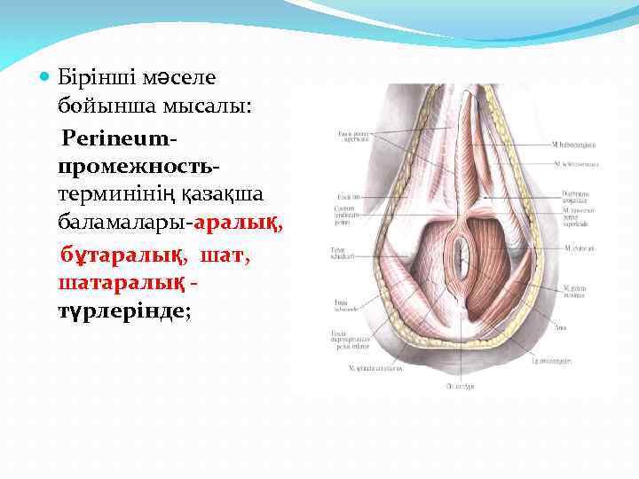  Бірінші мәселе бойынша мысалы: Рerineumпромежностьтерминінің қазақша баламалары-аралық, бұтаралық, шатаралық түрлерінде; 