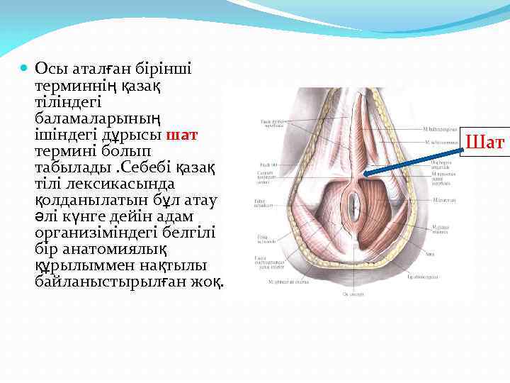  Осы аталған бірінші терминнің қазақ тіліндегі баламаларының ішіндегі дұрысы шат термині болып табылады.