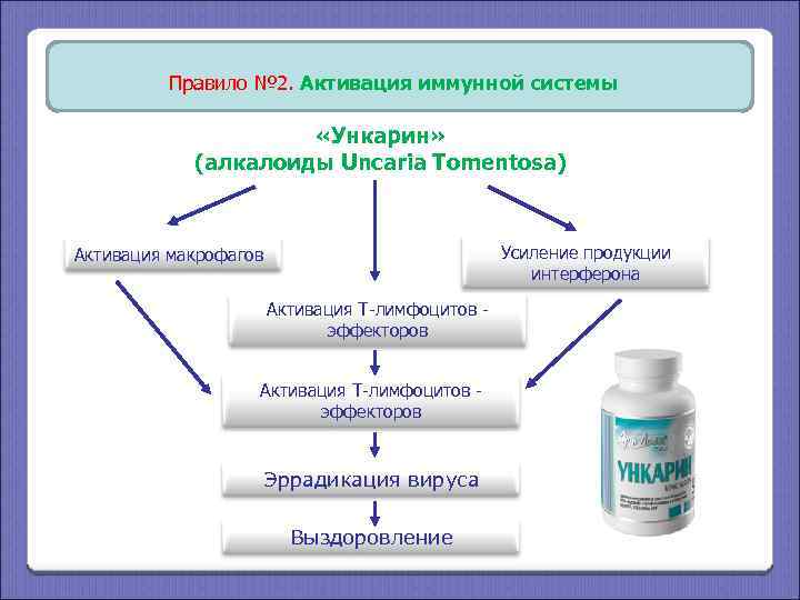 Правило № 2. Активация иммунной системы «Ункарин» (алкалоиды Uncaria Tomentosa) Активация макрофагов Усиление продукции