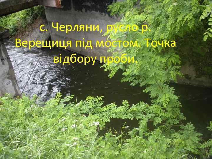 с. Черляни, русло р. Верещиця під мостом. Точка відбору проби. 