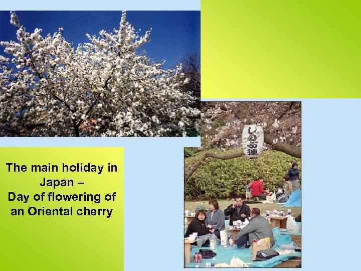 The main holiday in Japan – Day of flowering of an Oriental cherry 