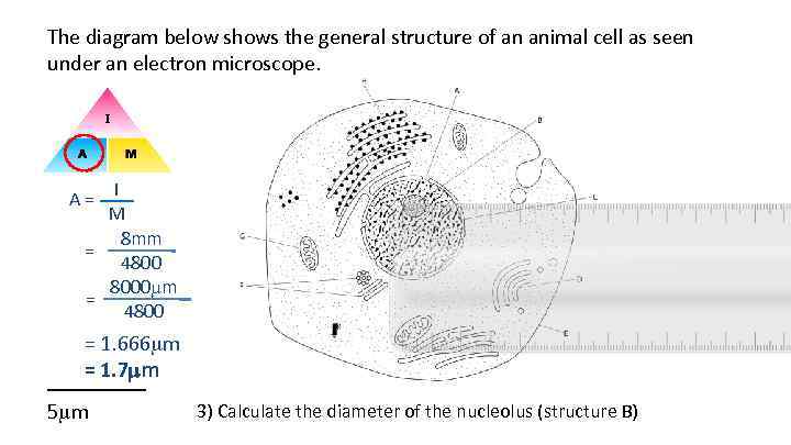 The diagram below shows the general structure of an animal cell as seen under