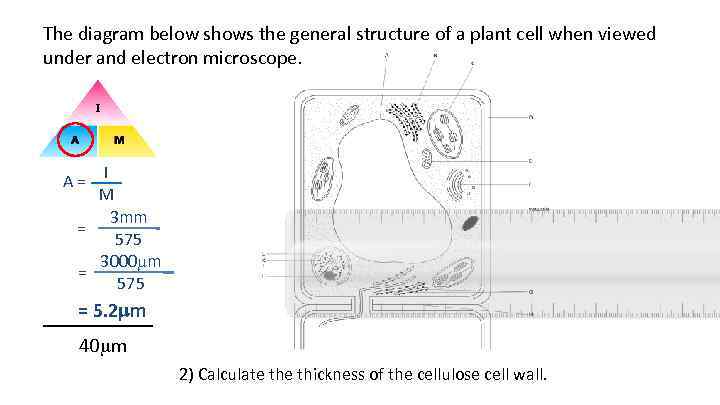 The diagram below shows the general structure of a plant cell when viewed under