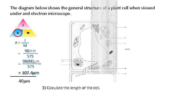 The diagram below shows the general structure of a plant cell when viewed under