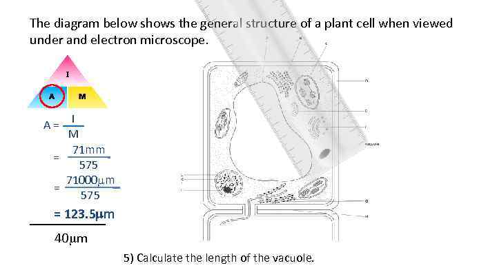 The diagram below shows the general structure of a plant cell when viewed under