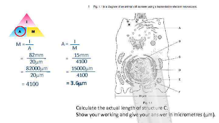 M = I A 82 mm = 20 m 82000 m = 20 m