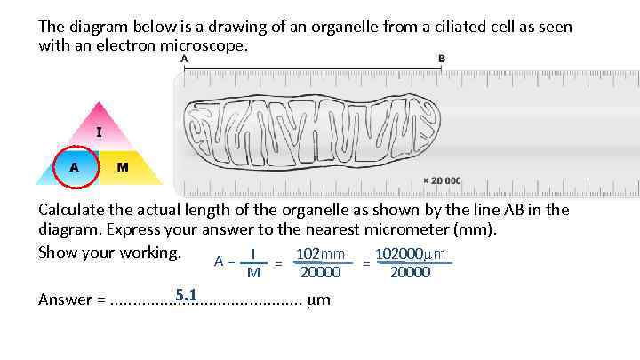 The diagram below is a drawing of an organelle from a ciliated cell as