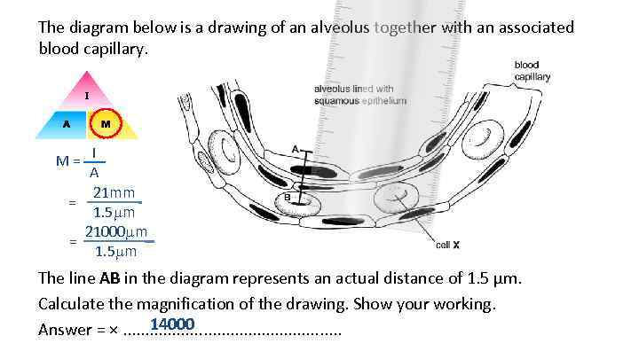 The diagram below is a drawing of an alveolus together with an associated blood