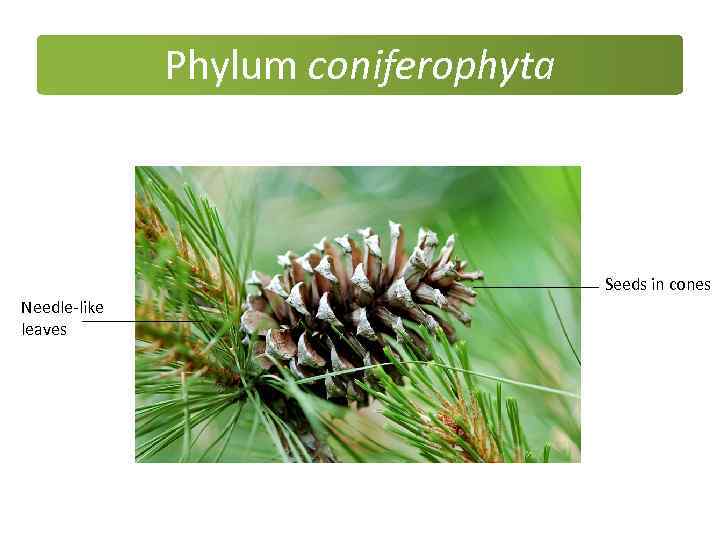 Phylum coniferophyta Seeds in cones Needle-like leaves 