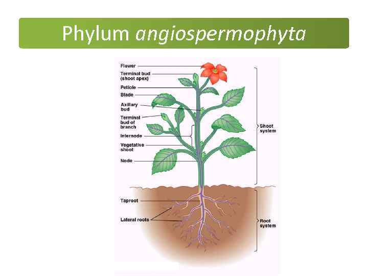 Phylum angiospermophyta 