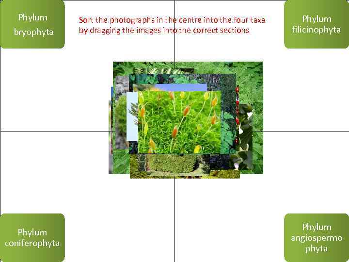 Phylum bryophyta Phylum coniferophyta Sort the photographs in the centre into the four taxa