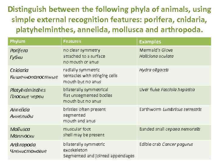 Distinguish between the following phyla of animals, using simple external recognition features: porifera, cnidaria,