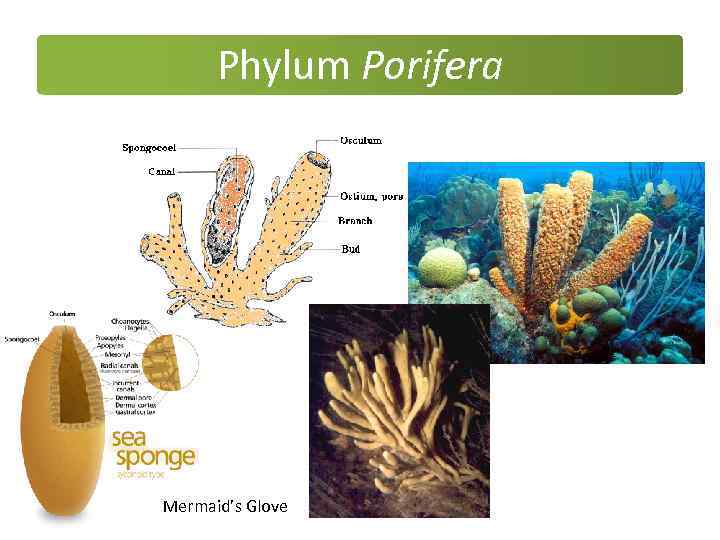 Phylum Porifera Mermaid’s Glove 