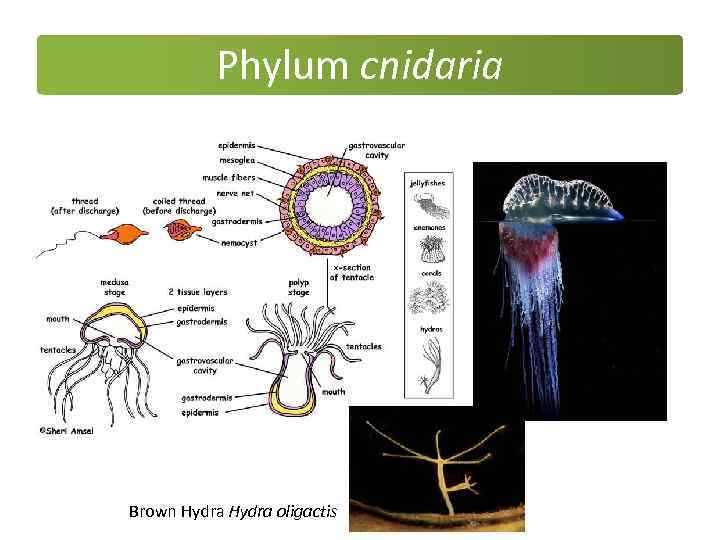 Phylum cnidaria Brown Hydra oligactis 
