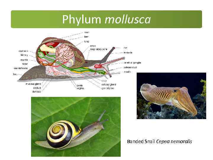 Phylum mollusca Banded Snail Cepea nemoralis 
