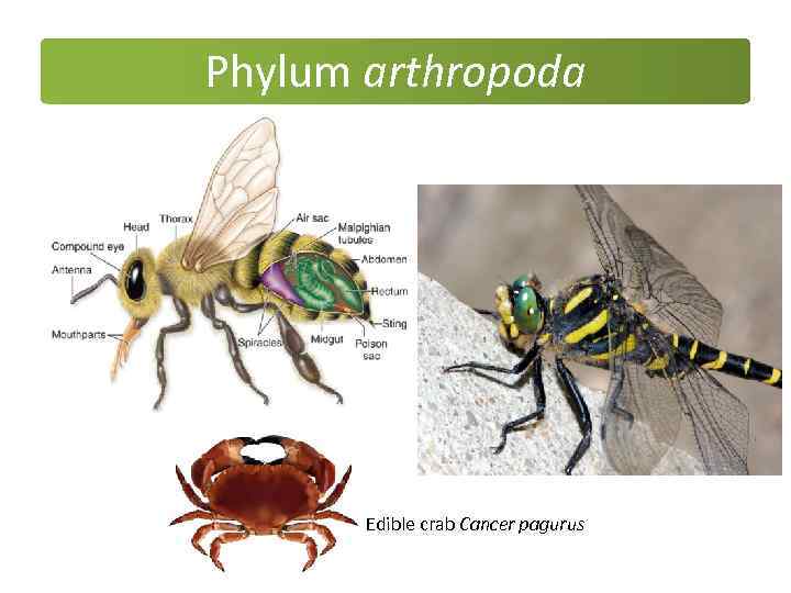 Phylum arthropoda Edible crab Cancer pagurus 