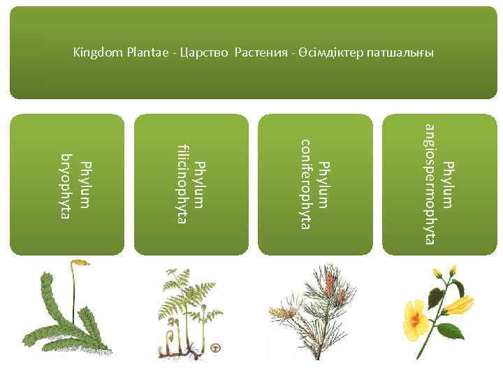 Kingdom Plantae - Царство Растения - Өсімдіктер патшалығы Phylum angiospermophyta Phylum coniferophyta Phylum filicinophyta