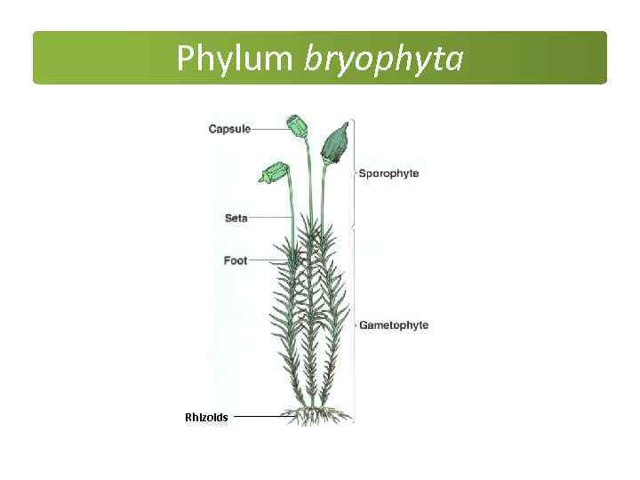 Phylum bryophyta Rhizoids 