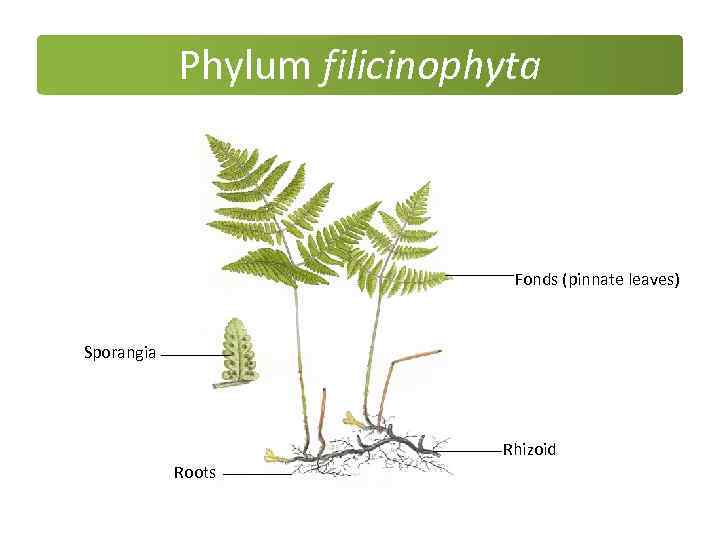 Phylum filicinophyta Fonds (pinnate leaves) Sporangia Rhizoid Roots 