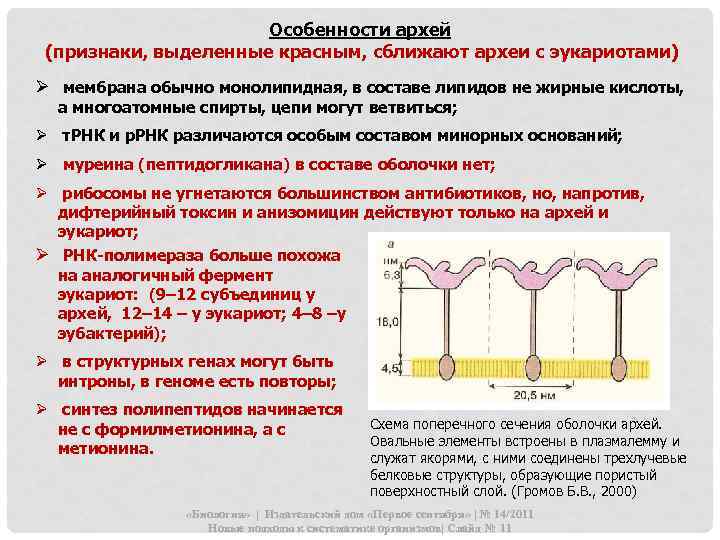 В мембранах эукариот слой липидов