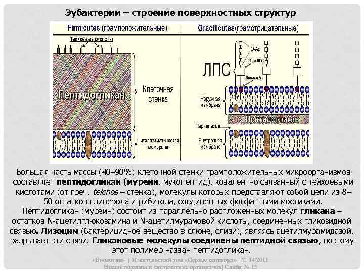 Клеточная стенка таблица