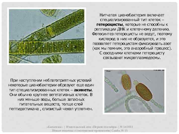 Нитчатая цианобактерия включает специализированный тип клеток – гетероцисты, которые не способны к репликации ДНК