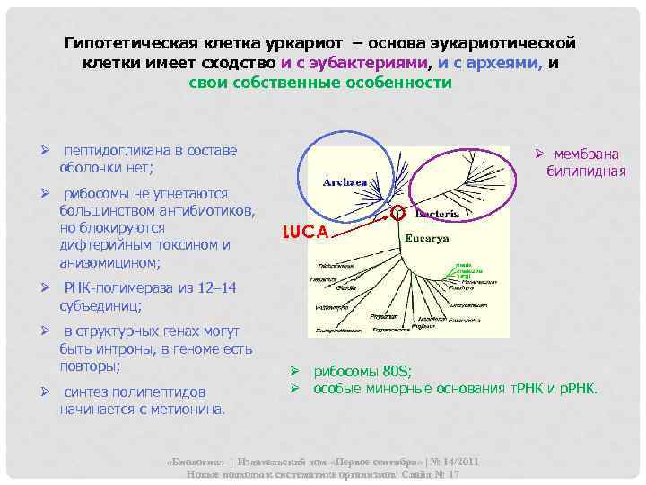 Гипотетическая клетка уркариот – основа эукариотической клетки имеет сходство и с эубактериями, и с