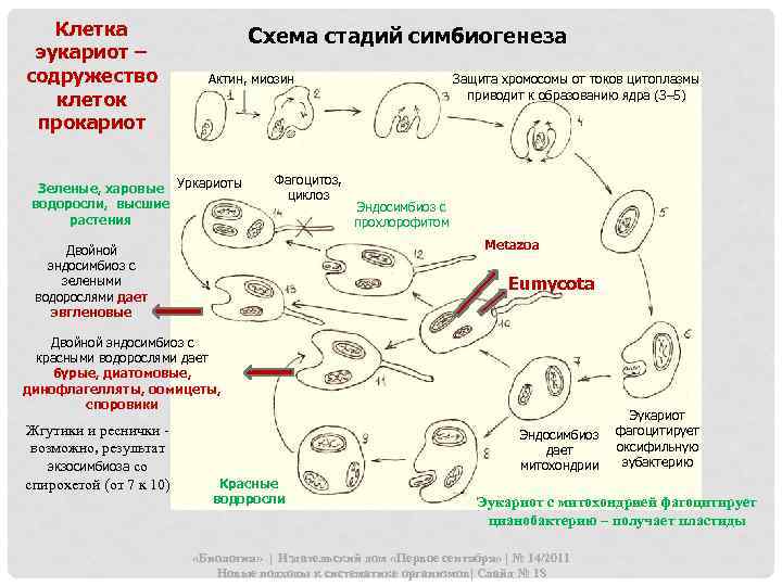 Характеристика ядерных организмов или эукариот