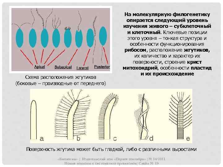 Схема расположения жгутиков (боковые – производные от переднего) На молекулярную филогенетику опирается следующий уровень