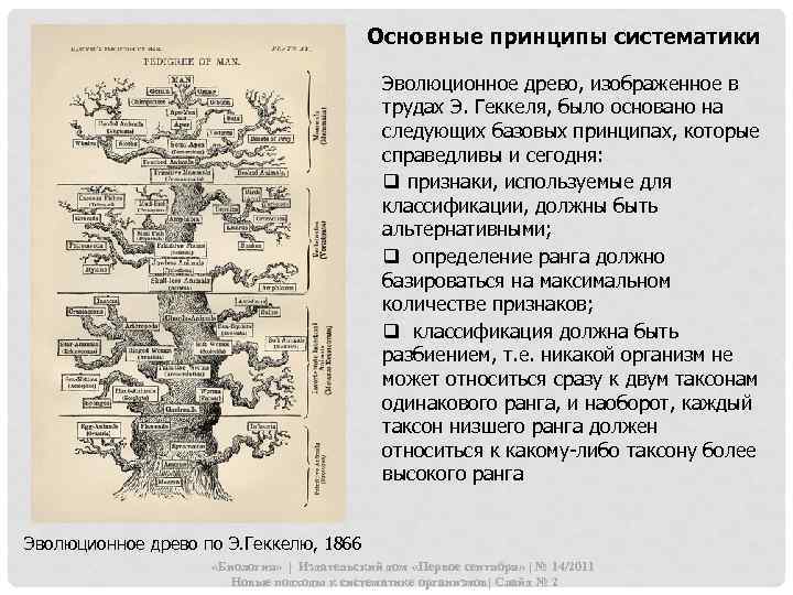 Основные принципы систематики Эволюционное древо, изображенное в трудах Э. Геккеля, было основано на следующих