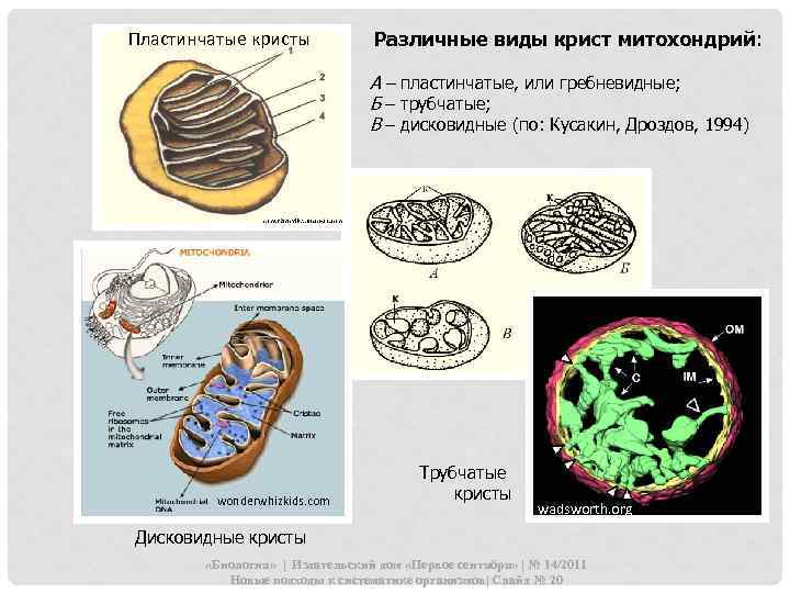 Пластинчатые кристы Различные виды крист митохондрий: А – пластинчатые, или гребневидные; Б – трубчатые;